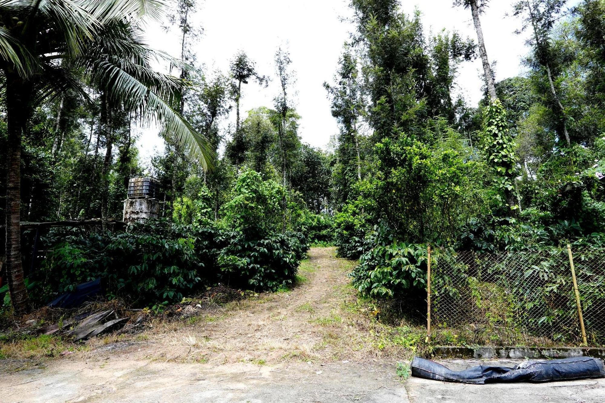 Leisure - Pool, Boating, Zipline, Food, Estate * Chikmagalur