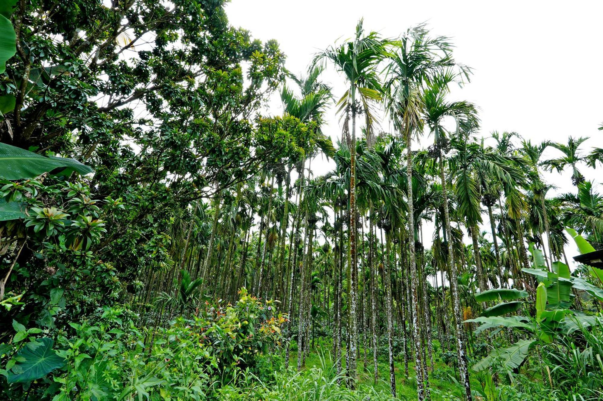 Leisure - Pool, Boating, Zipline, Food, Estate Homestay Chikmagalur